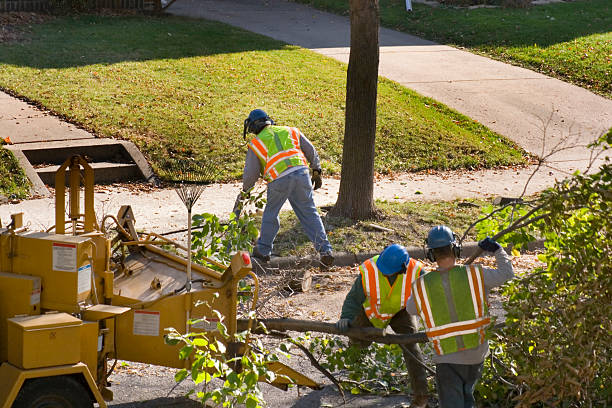 How Our Tree Care Process Works  in  Young Harris, GA